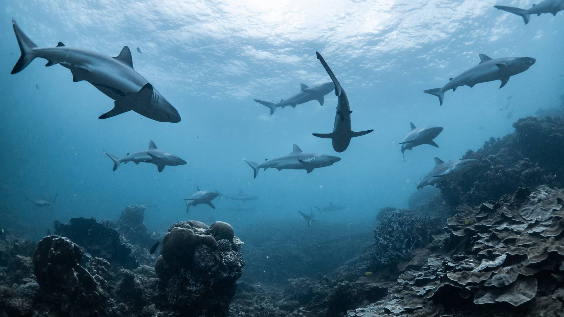 fondo del mar con tiburones para representar la tarjeta tiburon del gta